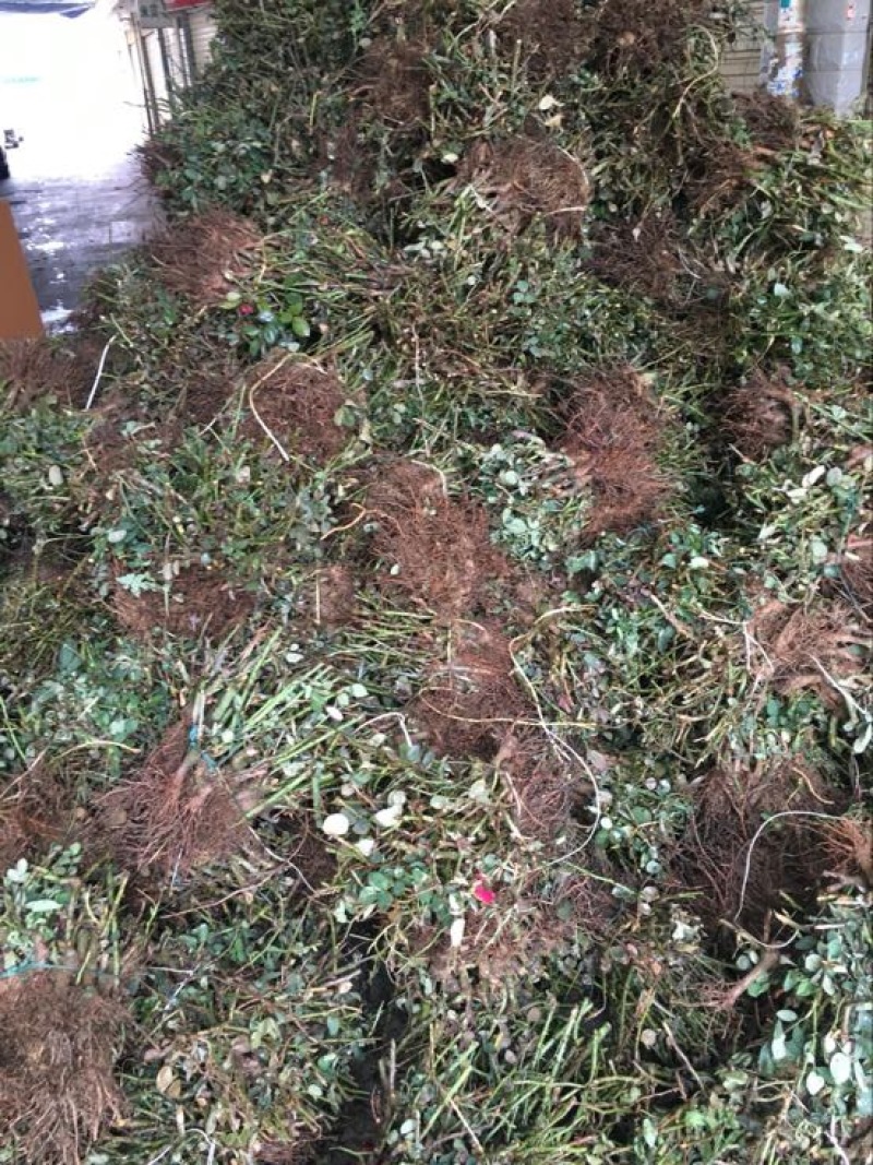 云南昆明红玫瑰大苗绿化工程苗庭院种植四季开花