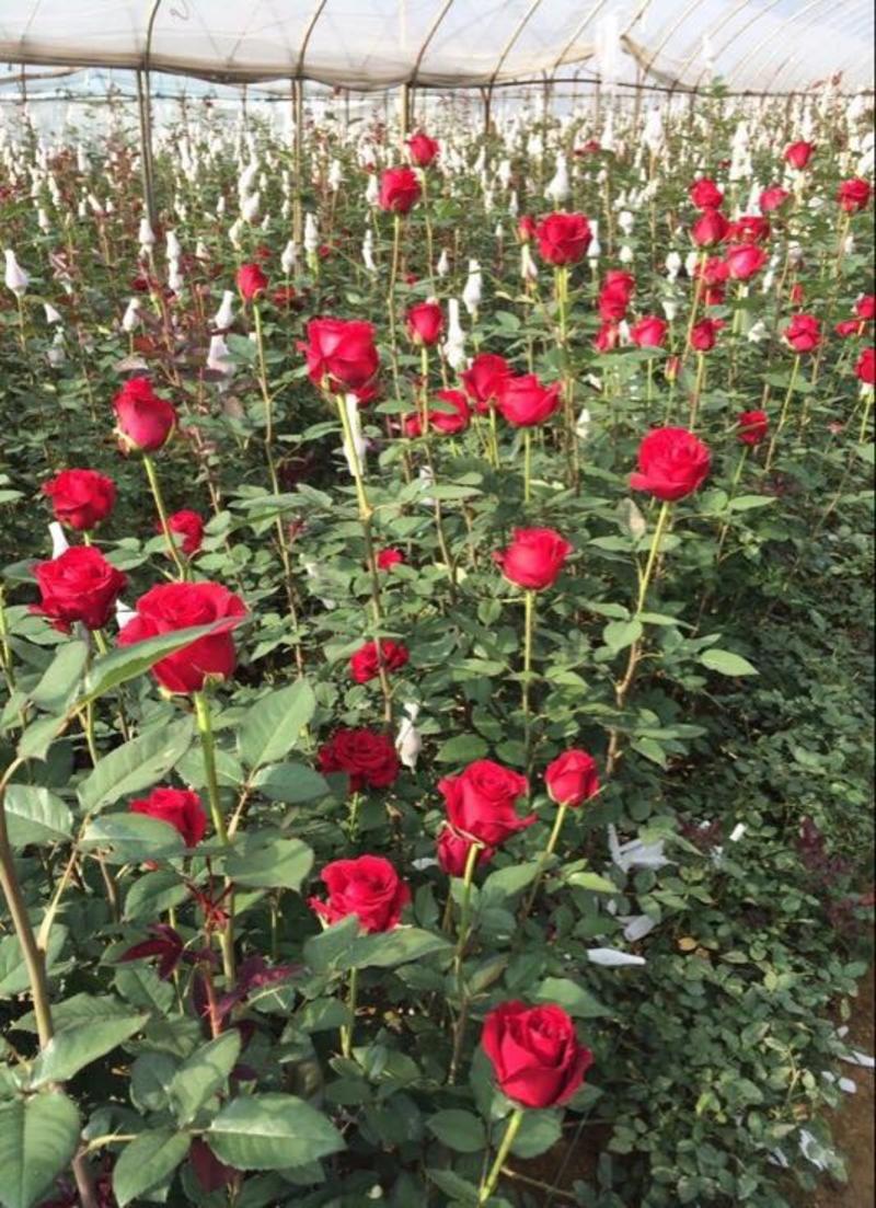 云南昆明红玫瑰大苗绿化工程苗庭院种植四季开花