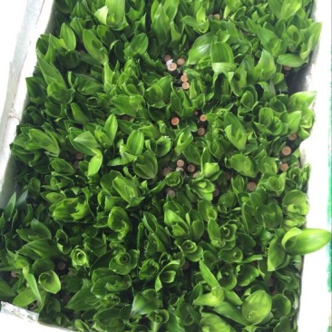 富贵竹10cm以上