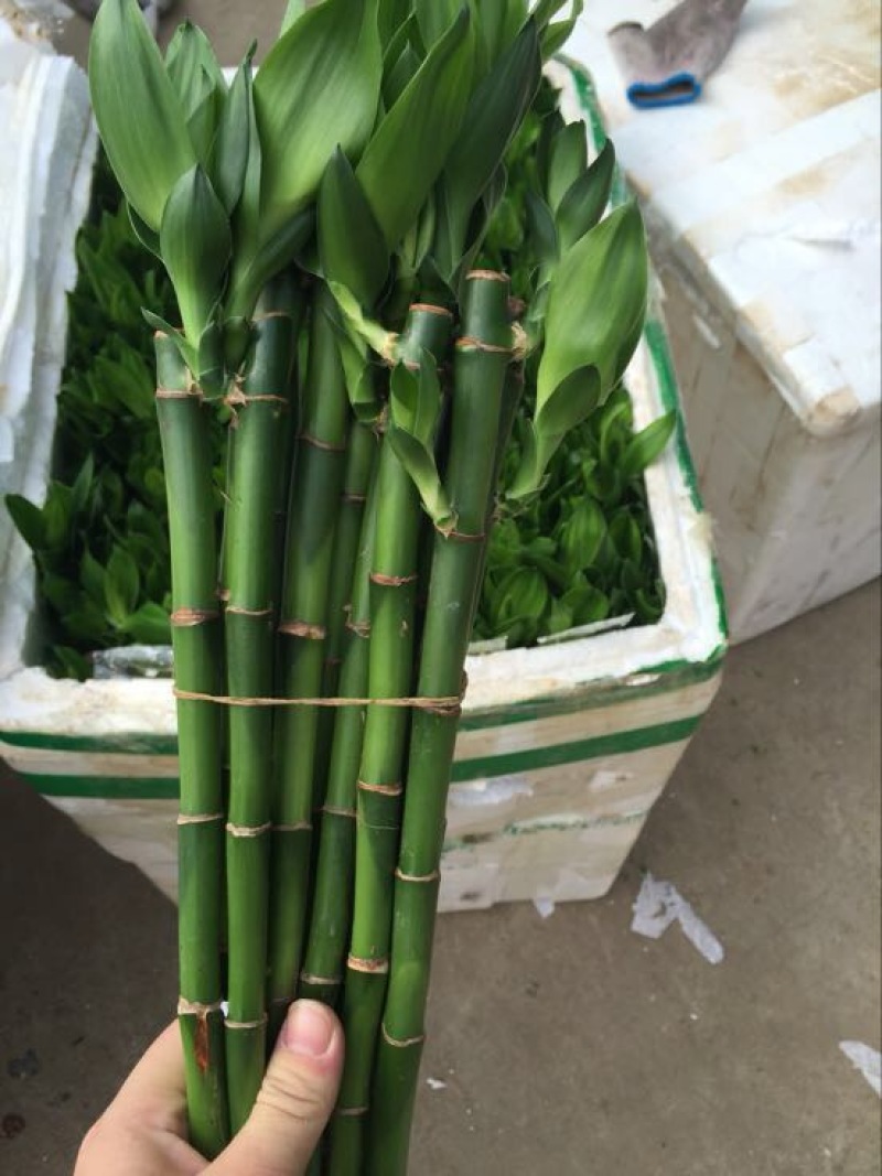 富贵竹10cm以上