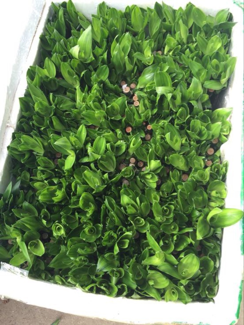 富贵竹10cm以上