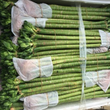 富贵竹10cm以上
