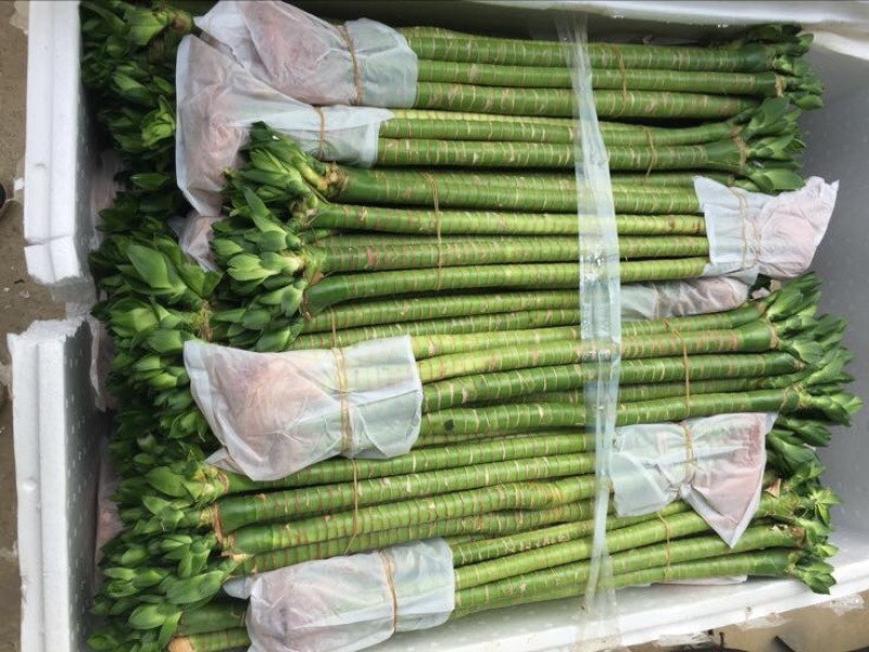 富贵竹10cm以上