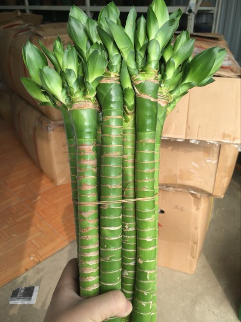 富贵竹10cm以上