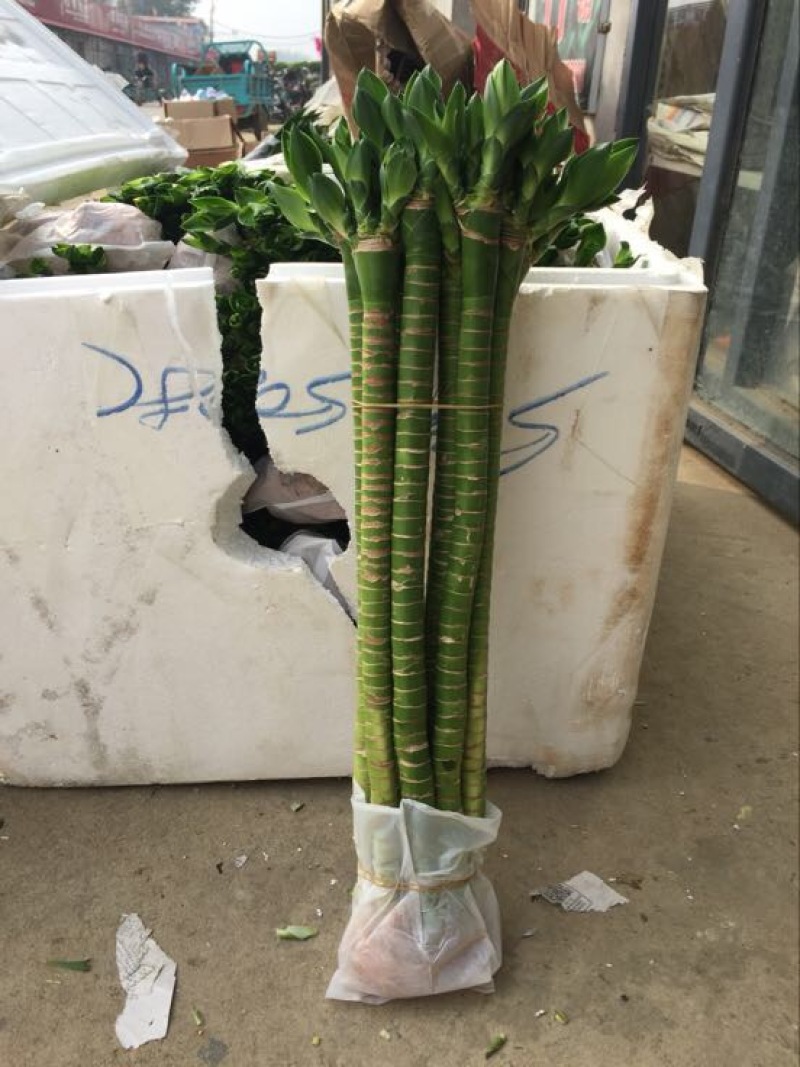富贵竹10cm以上