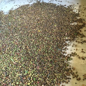 山茶果中籽