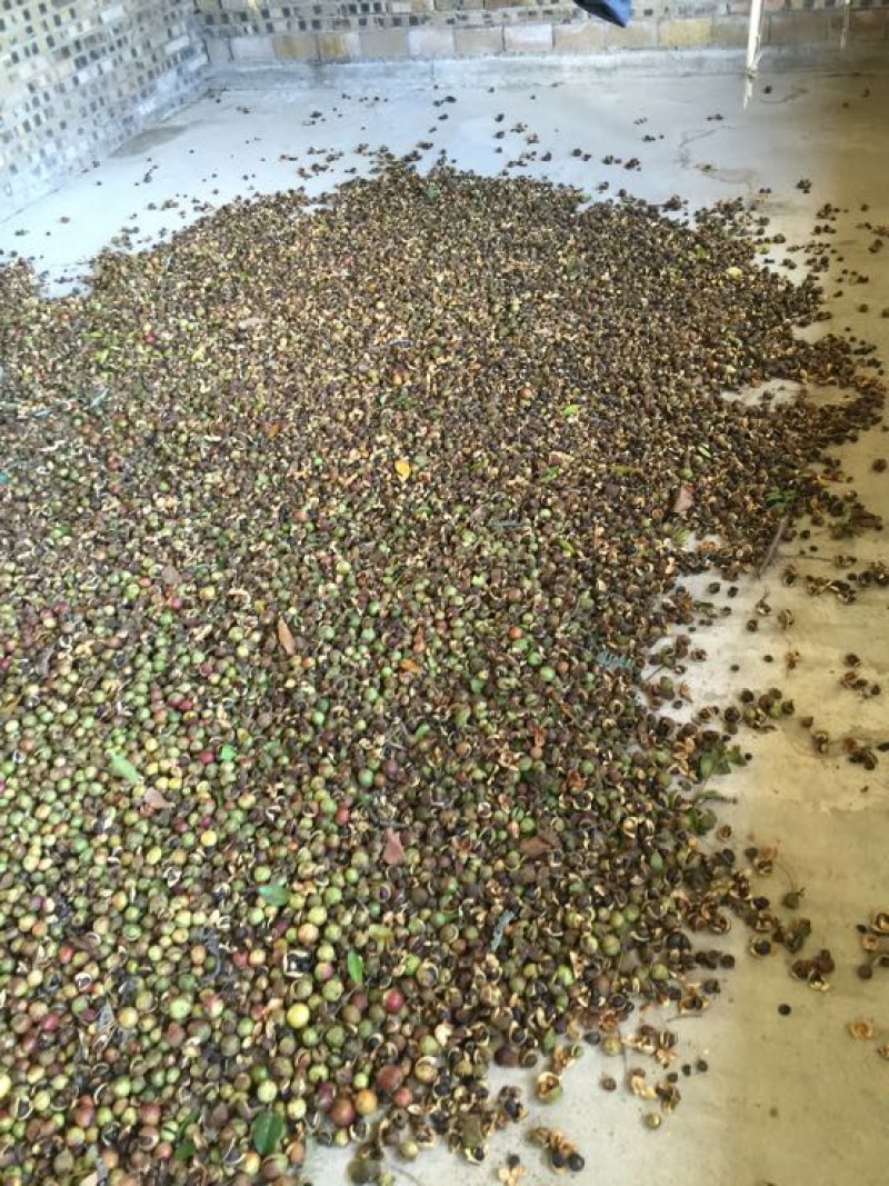 山茶果中籽
