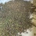 山茶果中籽