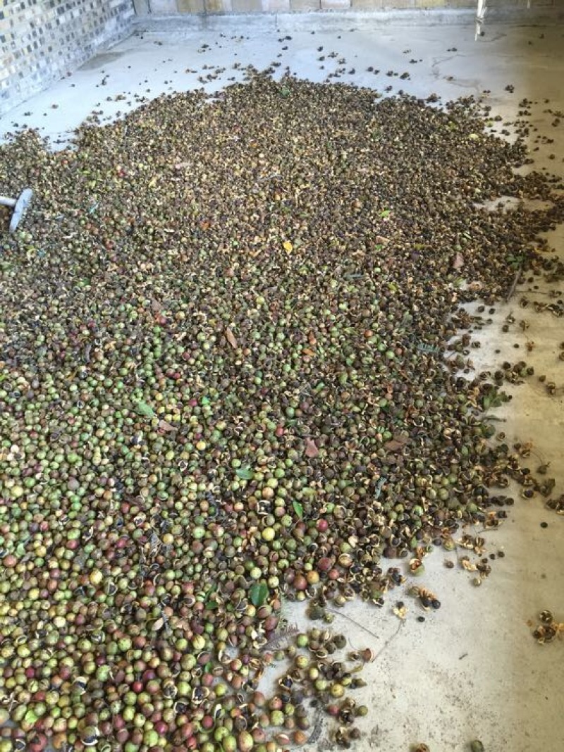 山茶果中籽
