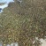 山茶果中籽