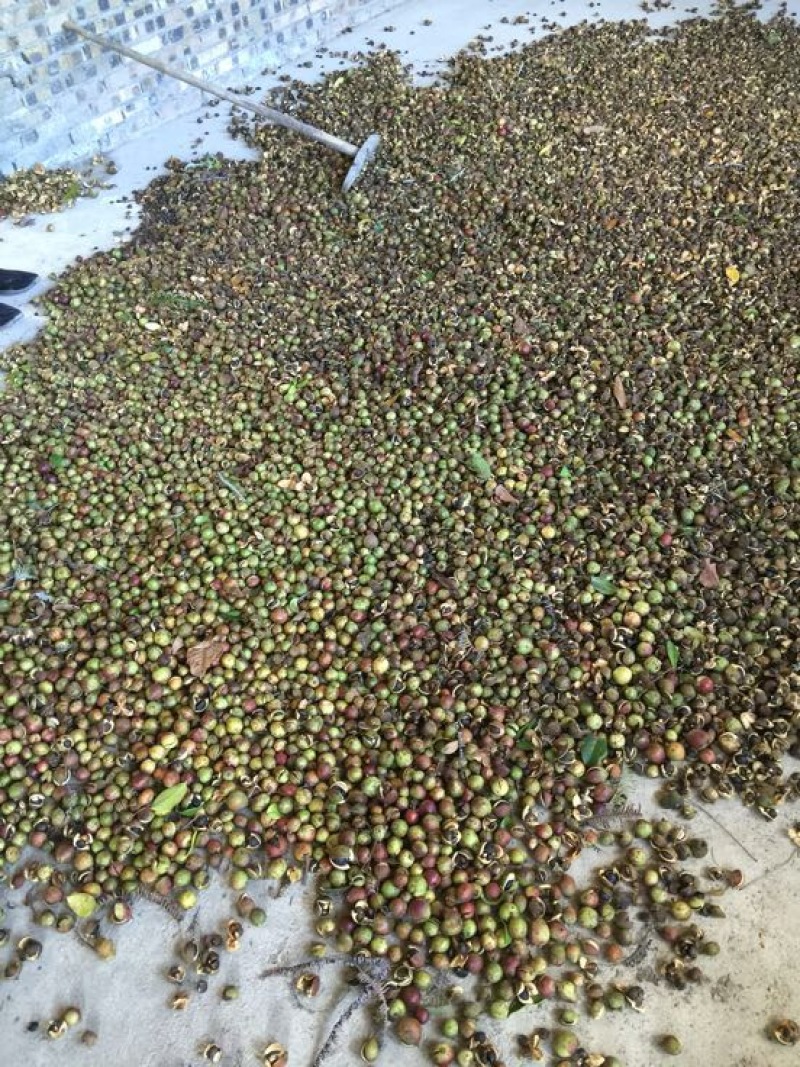 山茶果中籽