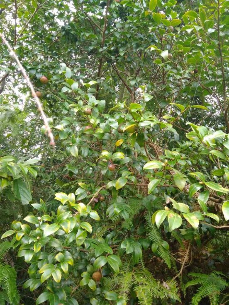 山茶果中籽