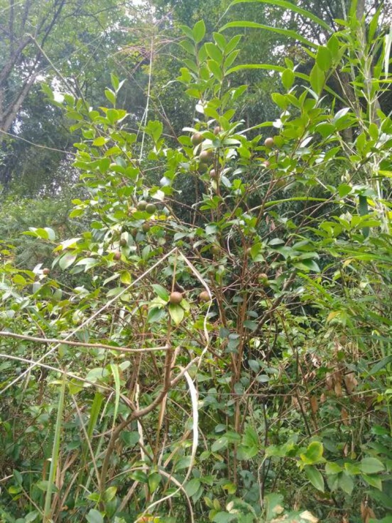 山茶果中籽
