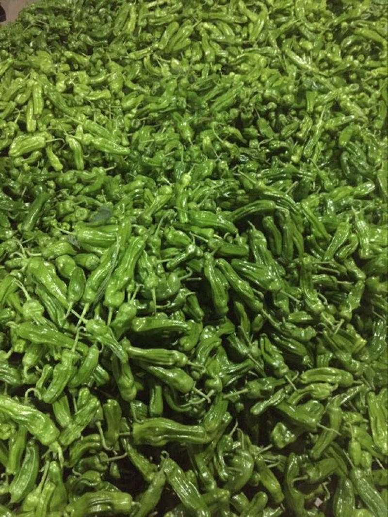 费县精品芜湖椒