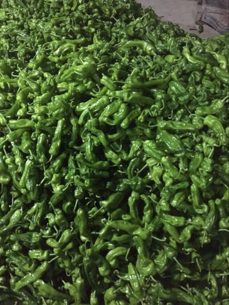 费县精品芜湖椒