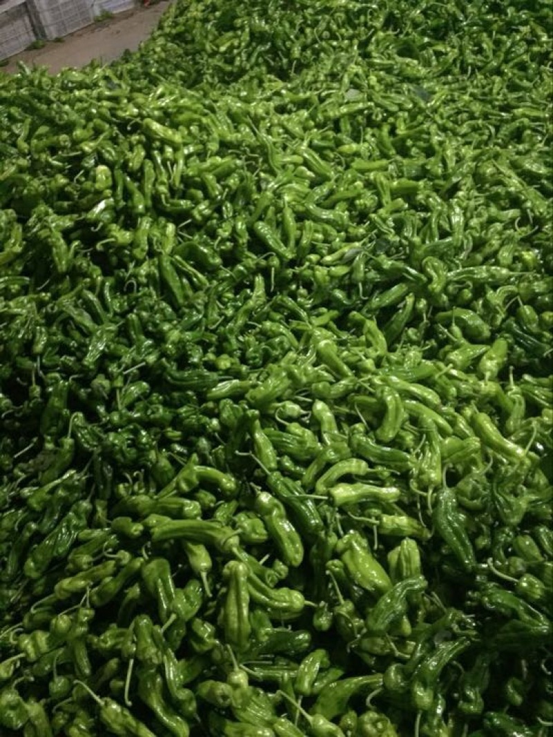 费县精品芜湖椒