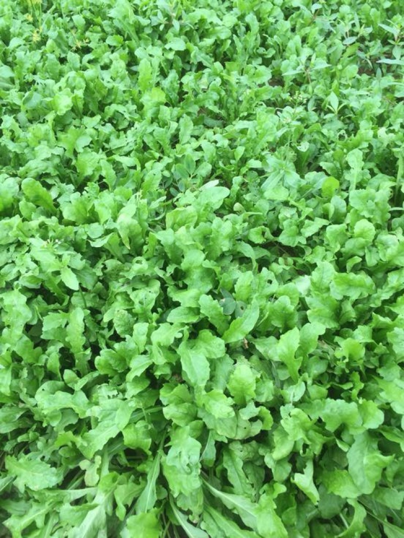 荠菜15cm以上净菜，我们严把质量关、支持电商一件代发