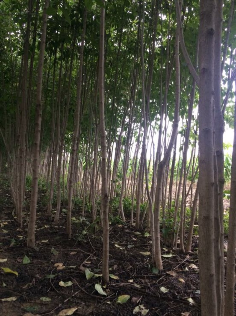 来自秦岭山脚下的杜仲树米径5公分左右