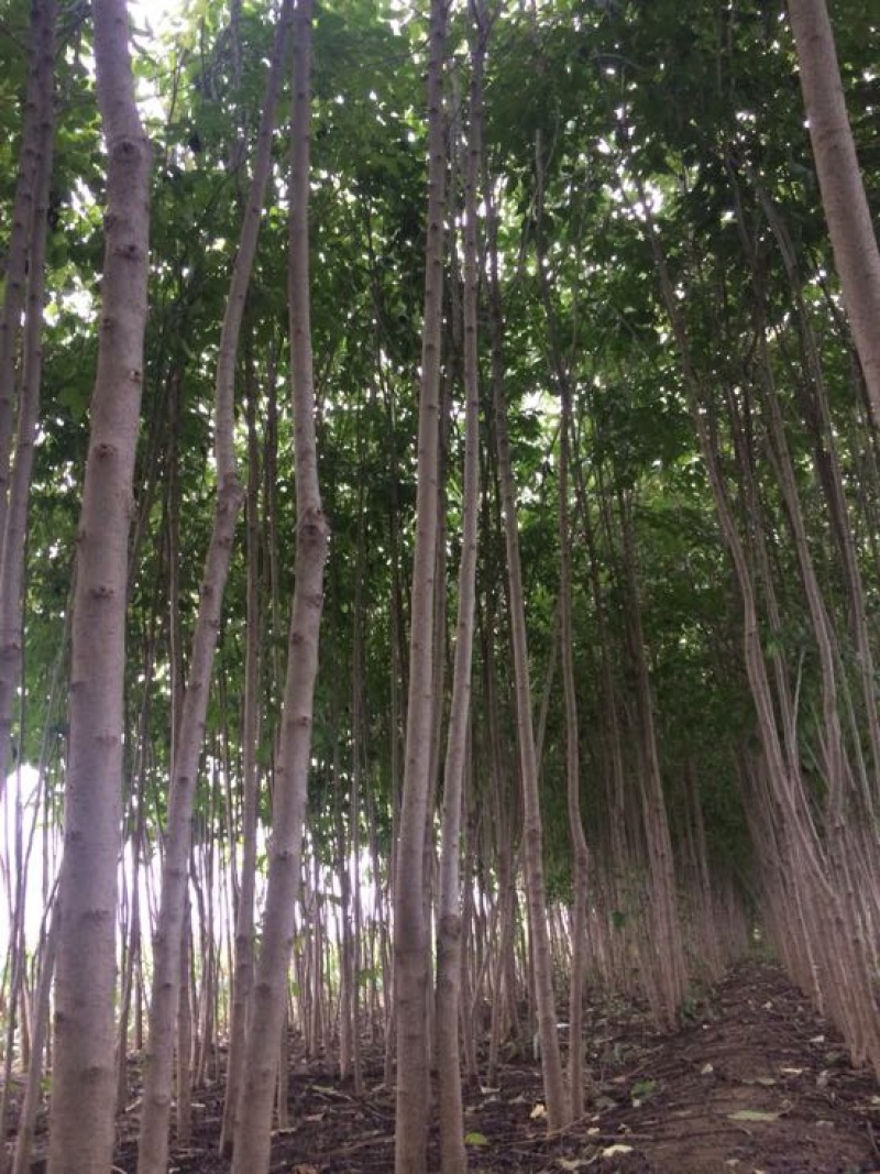 来自秦岭山脚下的杜仲树米径5公分左右