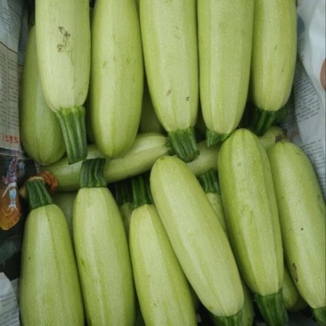 菜瓜20~30cm