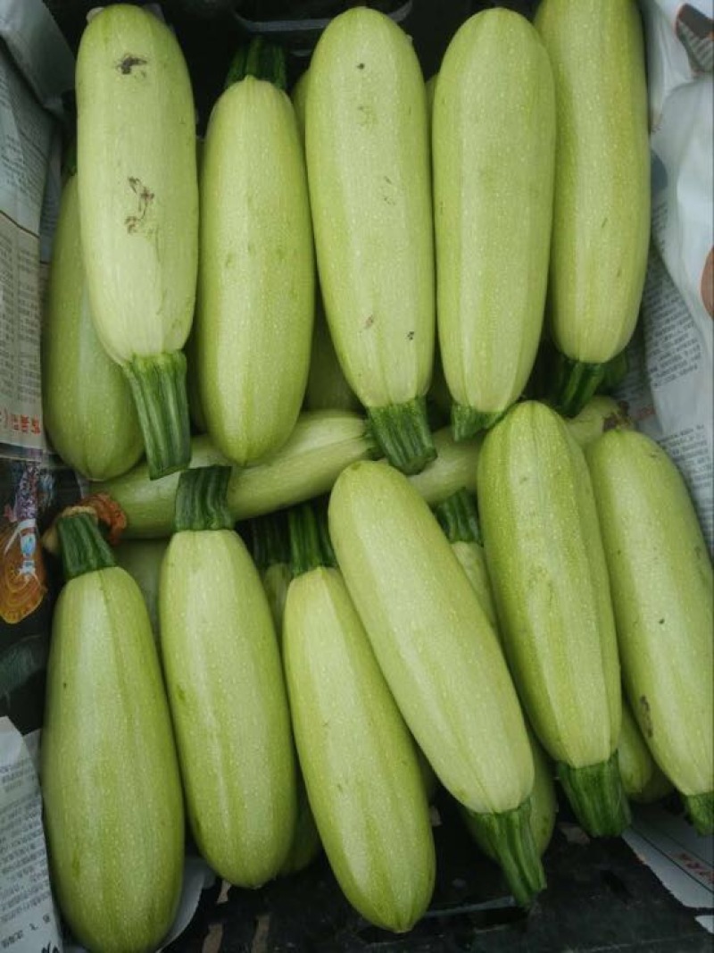 菜瓜20~30cm