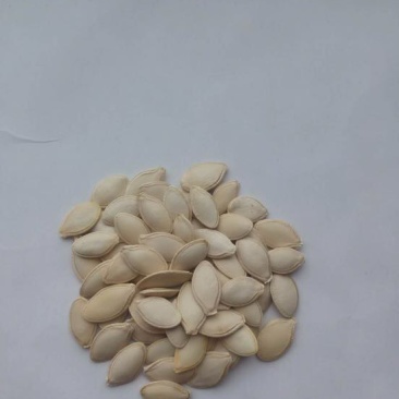葫芦种子