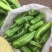 大椒15~20厘米微辣青
