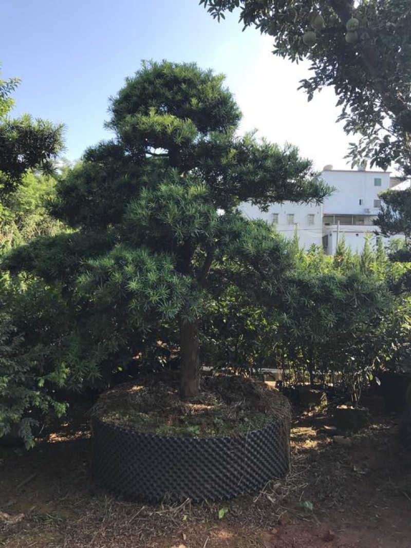 造型松14公分