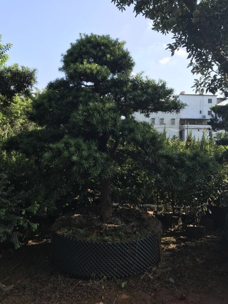 造型松14公分