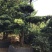 造型松14公分