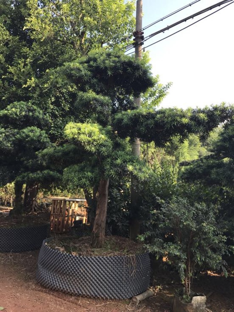 造型松14公分