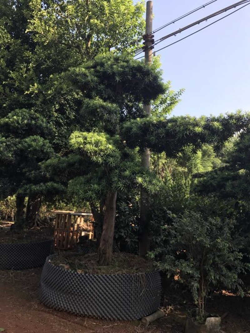 造型松14公分