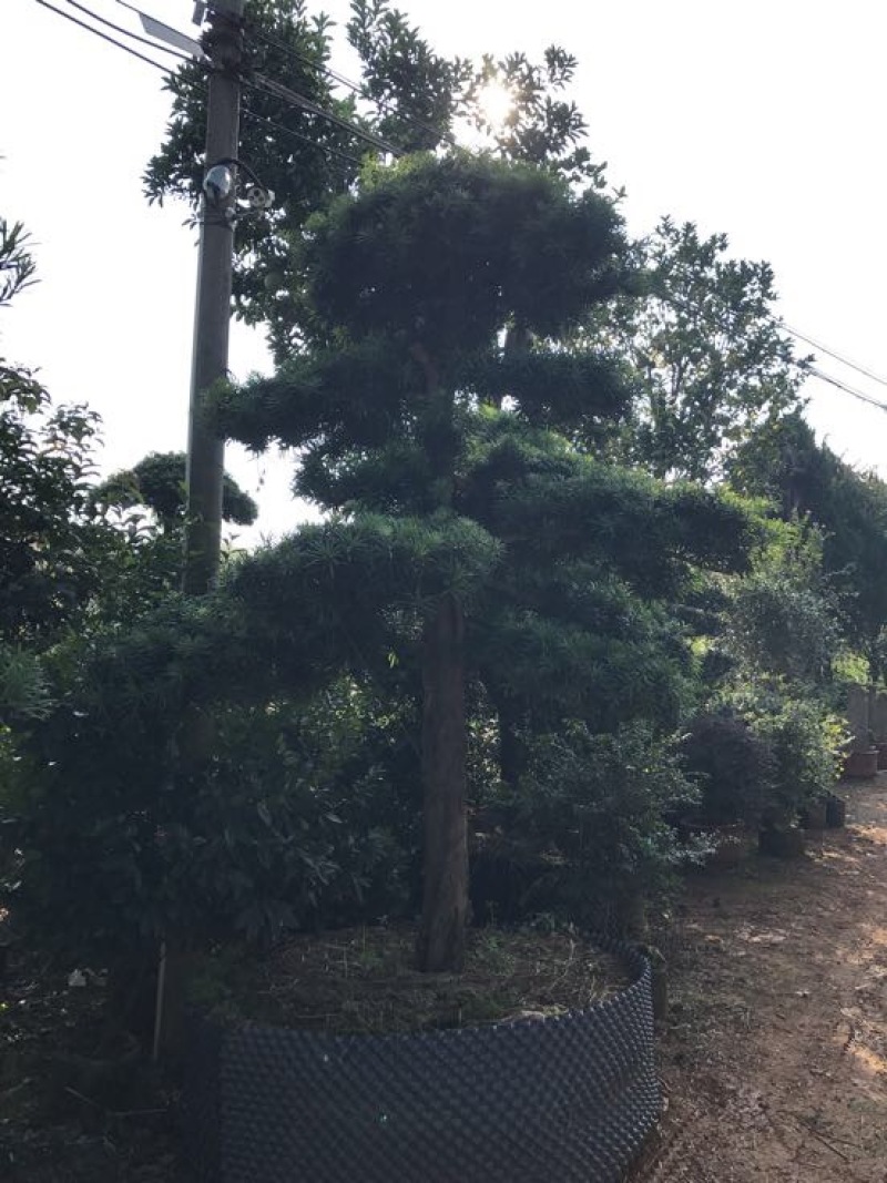造型松14公分