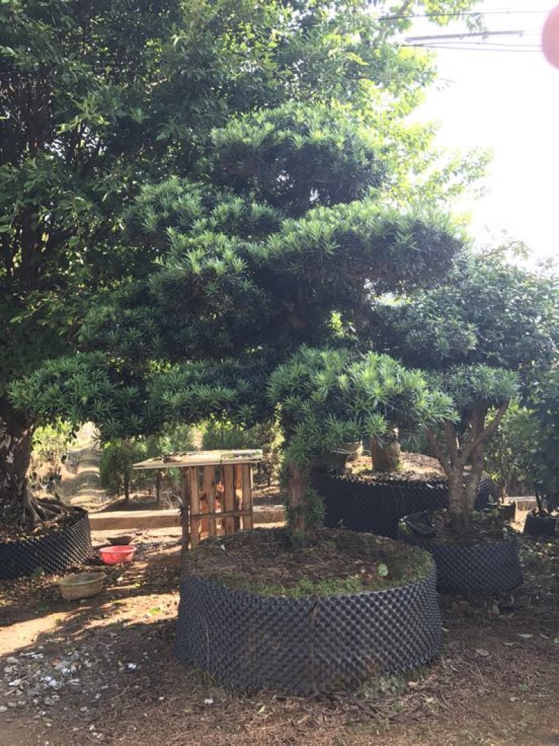造型松14公分