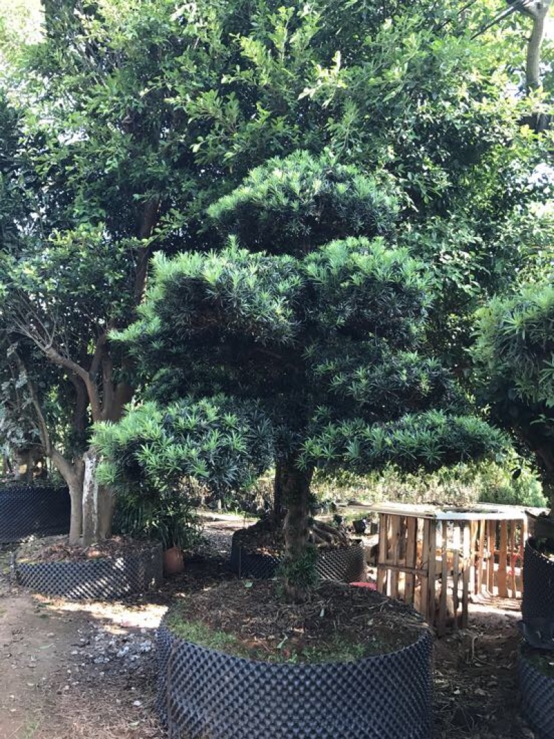 造型松14公分