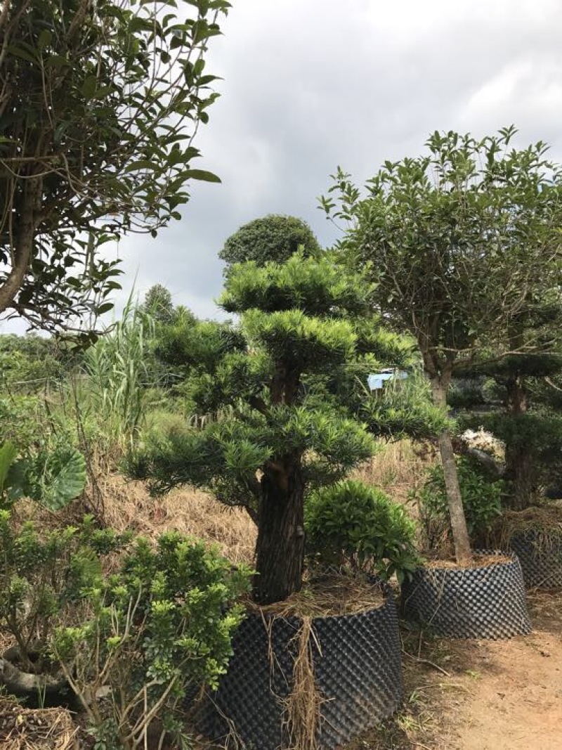 造型松14公分