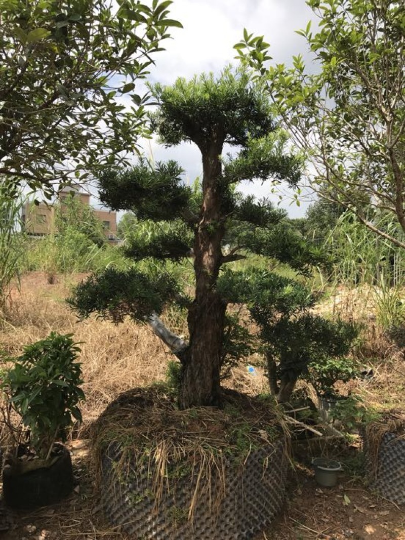 造型松14公分