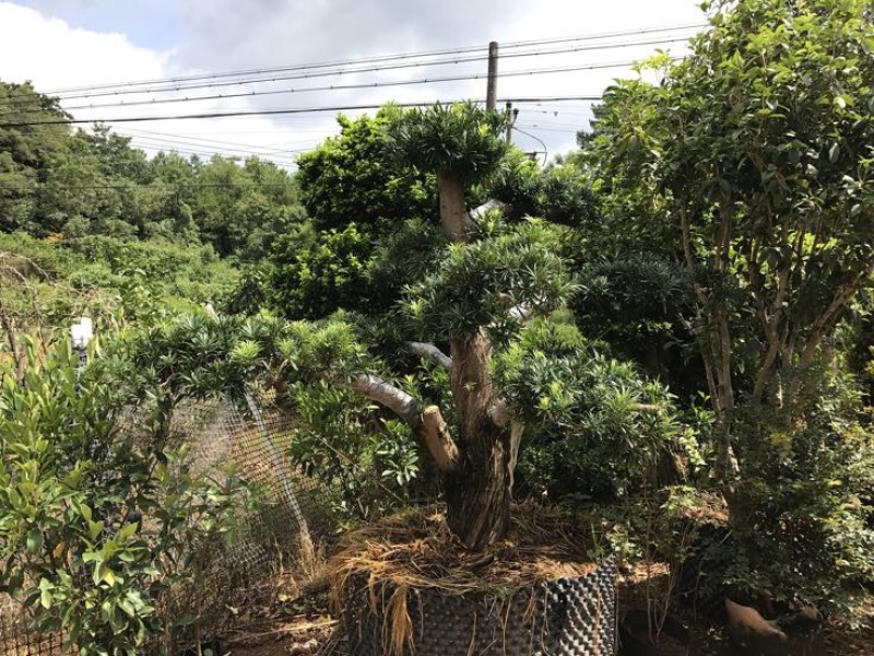 造型松14公分