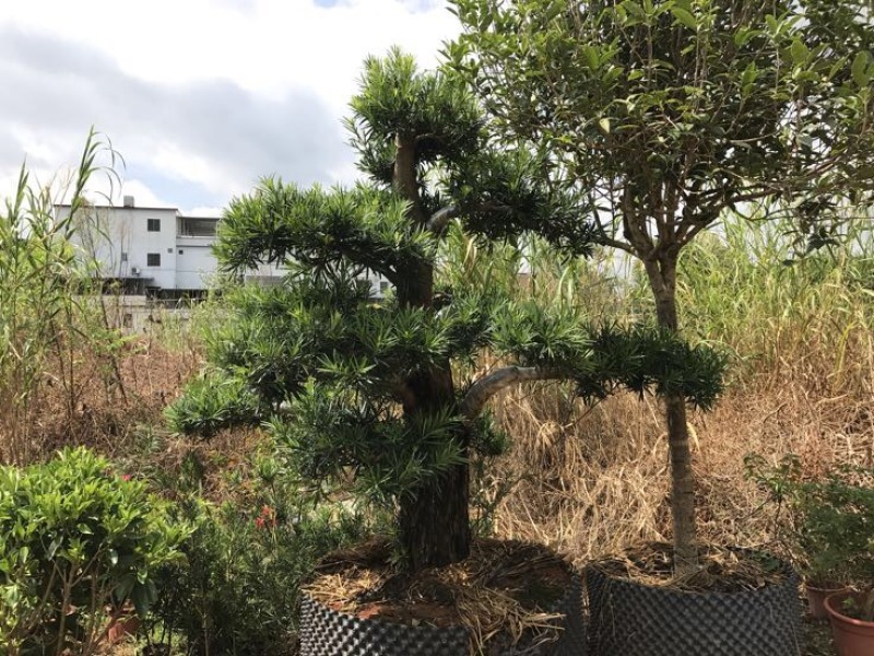 造型松14公分