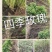 四季玫瑰50~80cm
