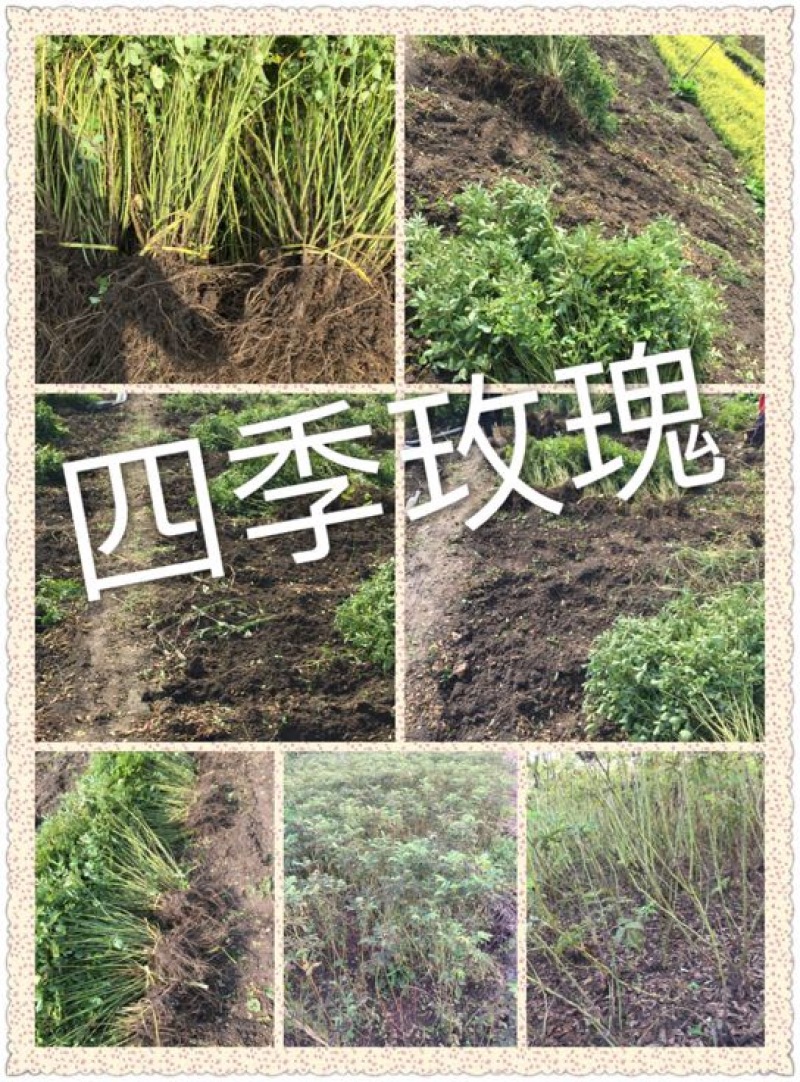 四季玫瑰50~80cm