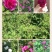 四季玫瑰50~80cm