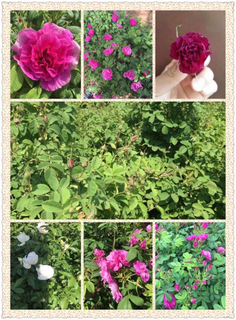 四季玫瑰50~80cm