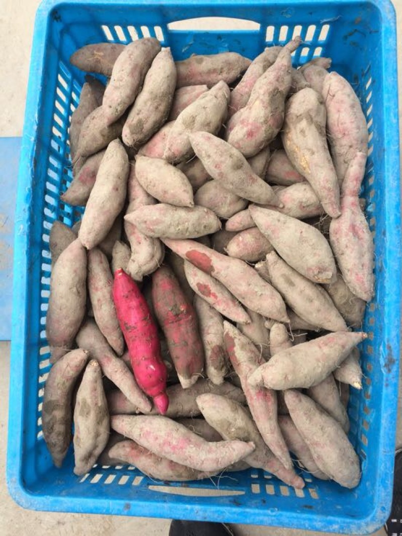 天目小香薯3两以下小香薯红薯黄心一手货源