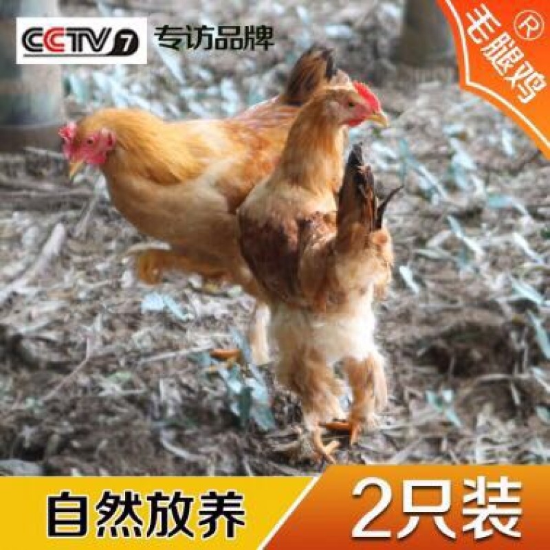 童子鸡1~1.5斤