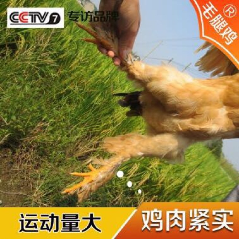 童子鸡1~1.5斤