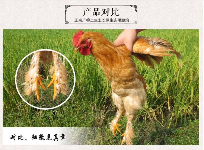 童子鸡1~1.5斤