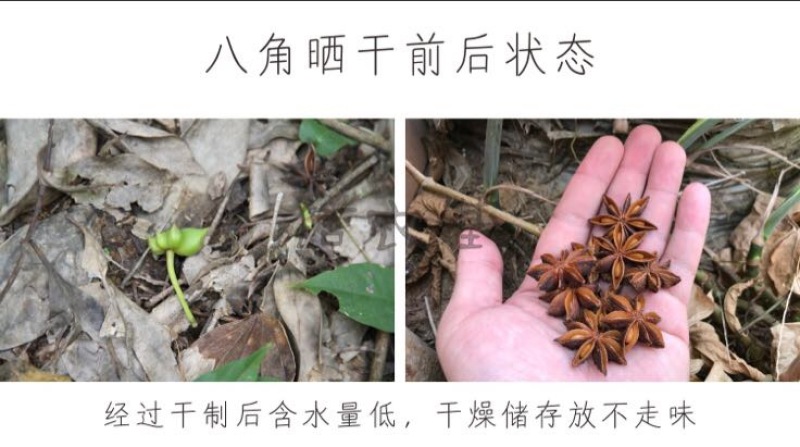 精选去柄新货大红八角大料足干源头厂家价格优惠信心保证