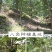 精选去柄新货大红八角大料足干源头厂家价格优惠信心保证