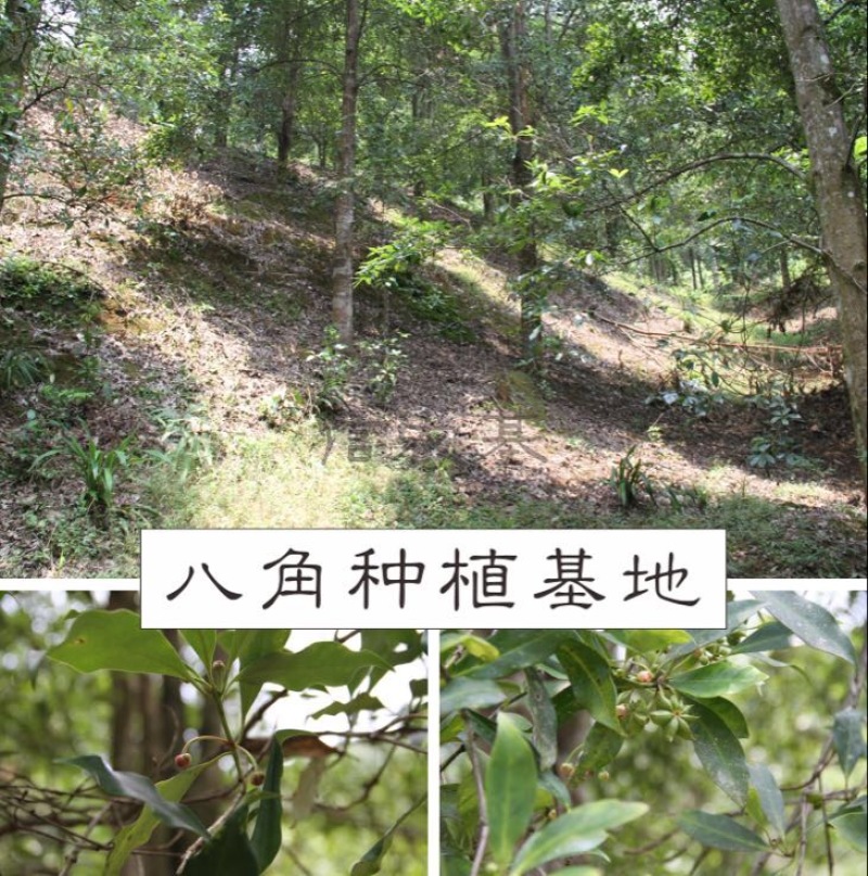 精选去柄新货大红八角大料足干源头厂家价格优惠信心保证